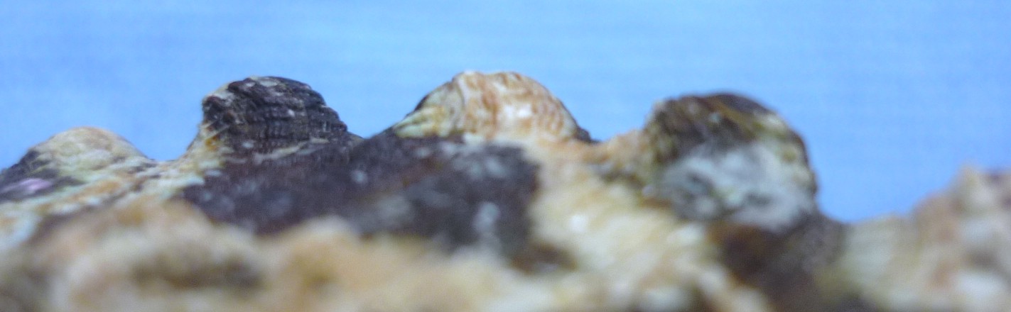 Haliotis tuberculata tuberculata o lamellosa?